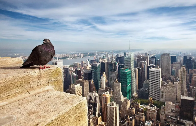 Cities Are Quietly Altering One Of Nature’s Oldest Patterns