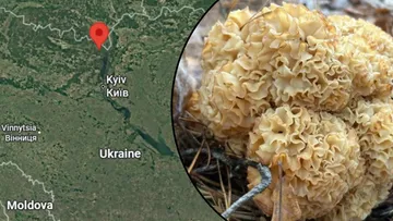 Nietypowe znalezisko w Czarnobylu. To zagrożony gatunek grzyba
