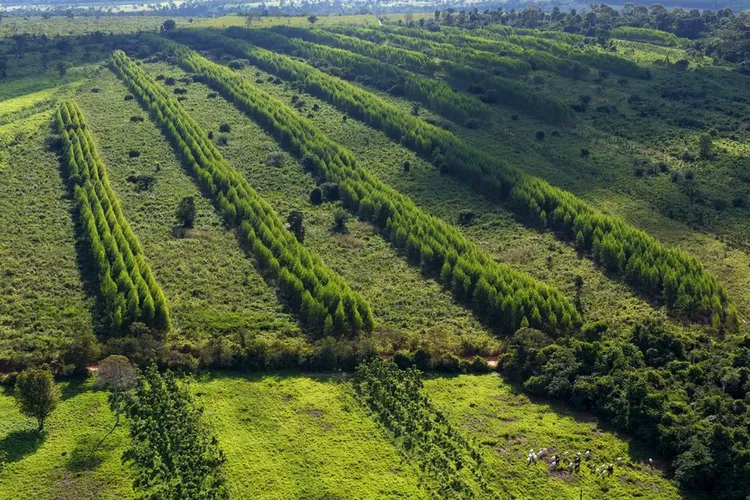 Google-backed Symbiosis Coalition signs 320,000 ton carbon removal deal with agroforestry firm Working Trees