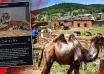 Wywieźli zwierzęta, teraz mówią: otwierajcie. Zwrot prokuratury ws. zoo w Łączne